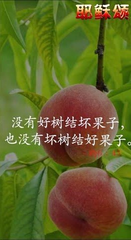 耶稣不是来向人要好果子